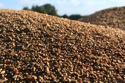 Surface level of pebbles