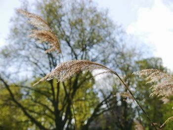 Low angle view of butterfly on tree against sky