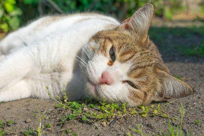 Close-up of a cat resting