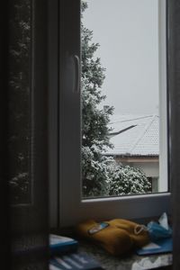 Cat on window sill