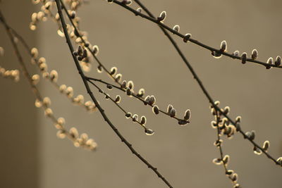 Close-up of barbed wire against sky