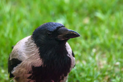 Close-up of a bird looking away