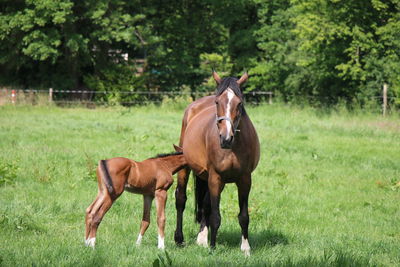 Horse standing in a field