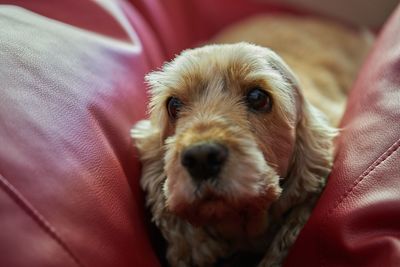 Close-up portrait of dog on sofa
