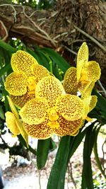 Close-up of yellow flowers