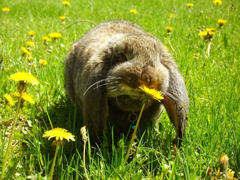 animal themes, one animal, animals in the wild, grass, yellow, wildlife, field, nature, green color, growth, grassy, flower, mammal, plant, bird, focus on foreground, day, outdoors, no people, beauty in nature