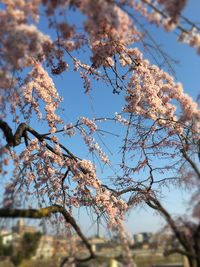 Low angle view of flower tree against blue sky