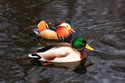 High angle view of duck swimming in lake