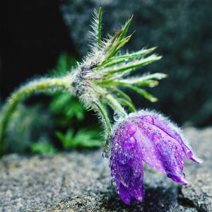 Close-up of purple flowering plant