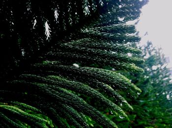 Low angle view of trees