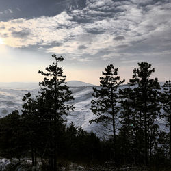 Scenic view of pine trees against sky during sunset