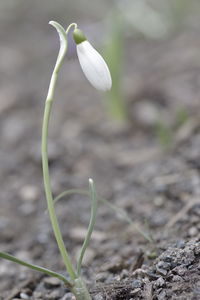 Close-up of white flowering plant on land