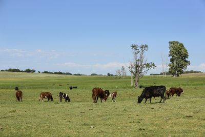 Horses grazing in a field