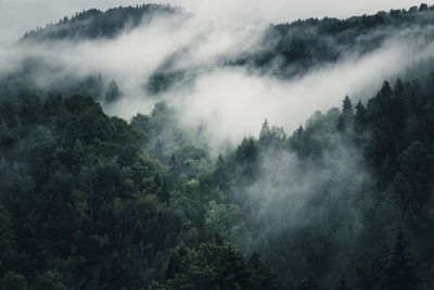 Scenic view of waterfall in forest against sky