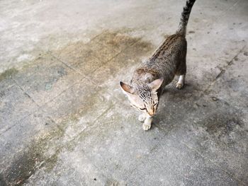 High angle view of cat eating