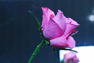 Close-up of pink rose