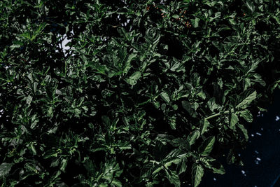 Full frame shot of fresh green plants