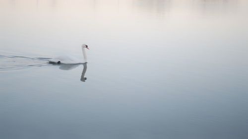 Bird swimming in lake