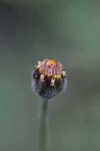 Close-up of bee on thistle