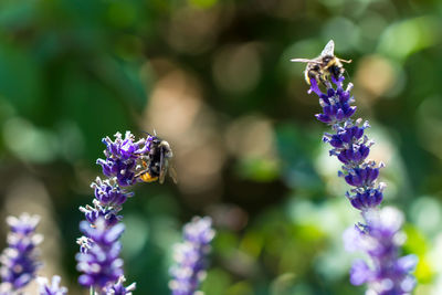 Close-up of bees pollinating on blue flower 