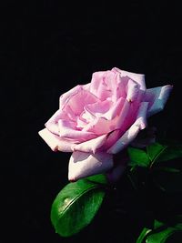 Close-up of pink flower against black background