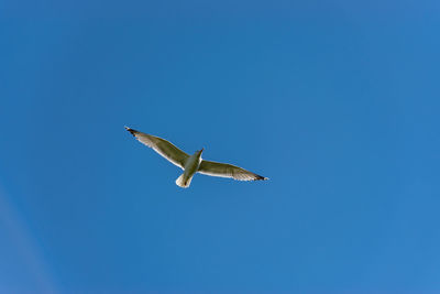 One seagull opened wings flying on the blue sky during sunny spring day