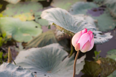 Close-up of pink water lily