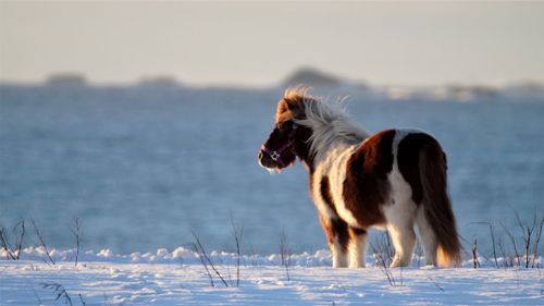 View of dog standing on snow covered landscape during winter