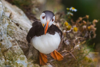 Close-up of bird perching on rock