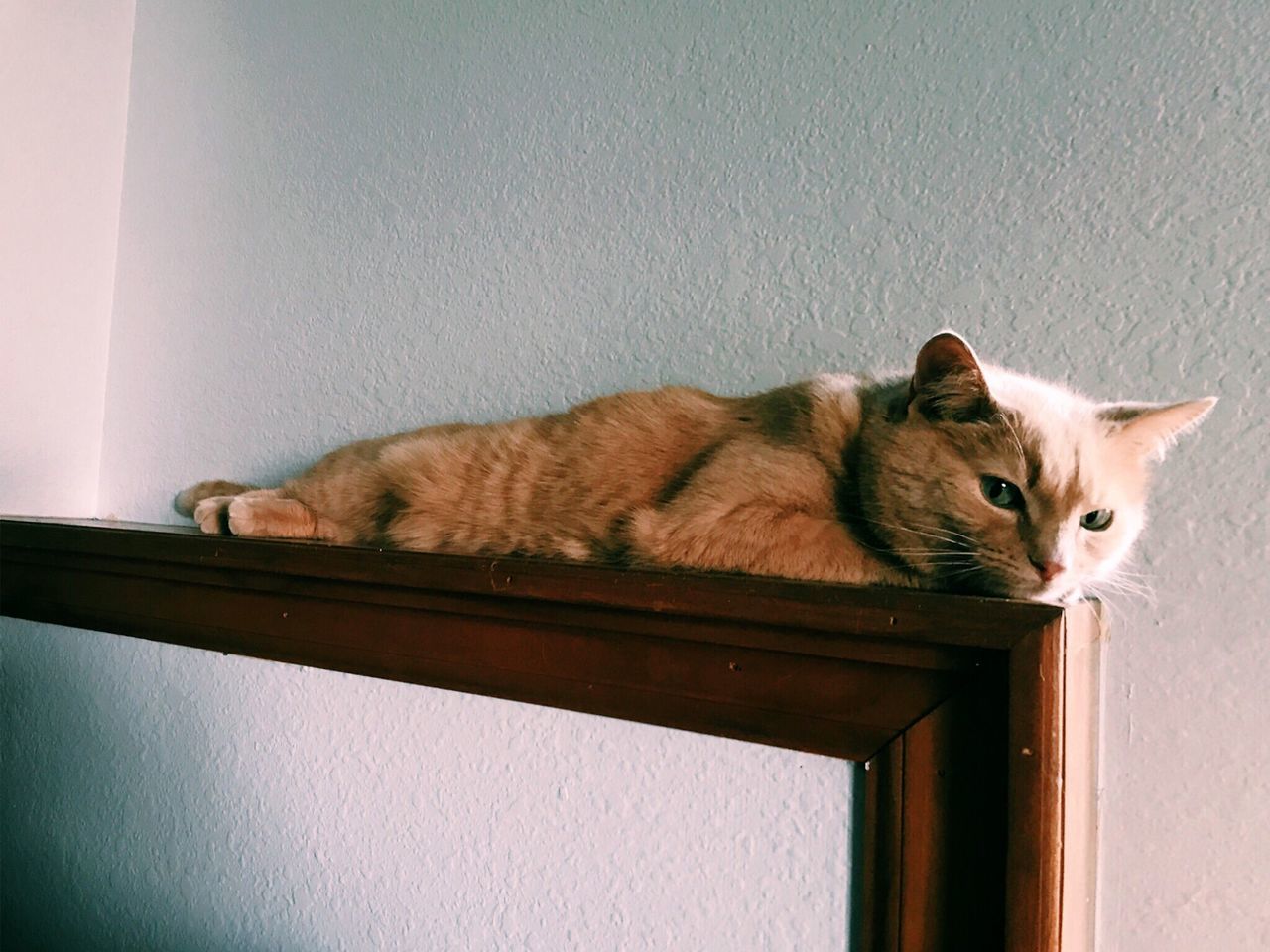 CAT RELAXING AGAINST WALL