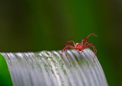 Close-up of ant