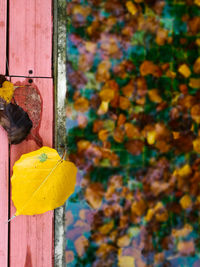 Close-up of multi colored leaves