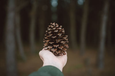 Close-up of hand holding pine cone in forest