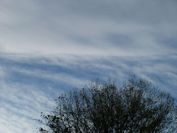 Low angle view of trees against sky