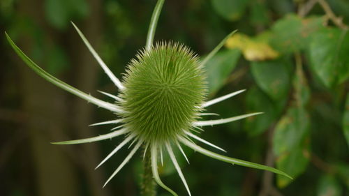 Close-up of plant
