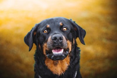 Close-up portrait of black dog