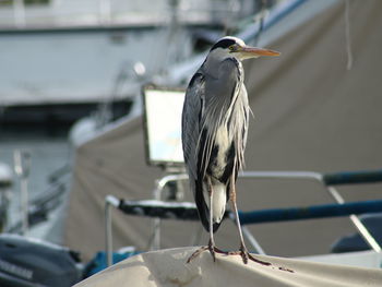 Close-up of bird perching on a boat