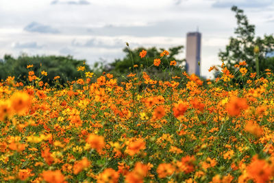 Yellow flowering plants on field against orange sky