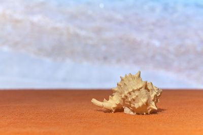 Close-up of sand on beach