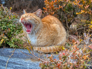 Side view of cat yawning