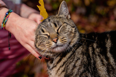 Close-up of cat