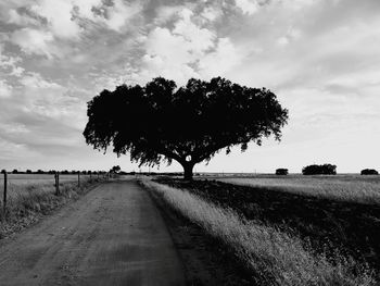 Trees on field against sky