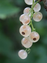 Close-up of berries growing on plant