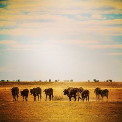 Cattle grazing in a dry  field against sky with dust clouds 