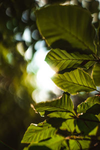 Close-up of leaves on tree