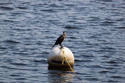 Bird perching on rope over sea