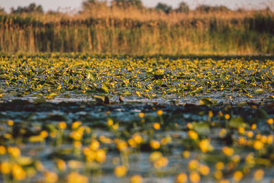 Surface level of yellow flowers on field during autumn