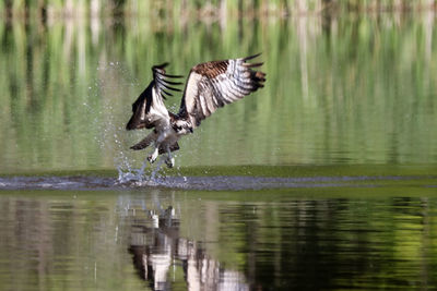 Bird flying over lake