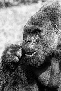 Close-up of monkey