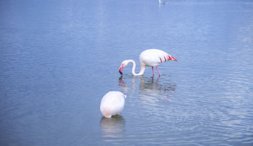 White duck in a lake